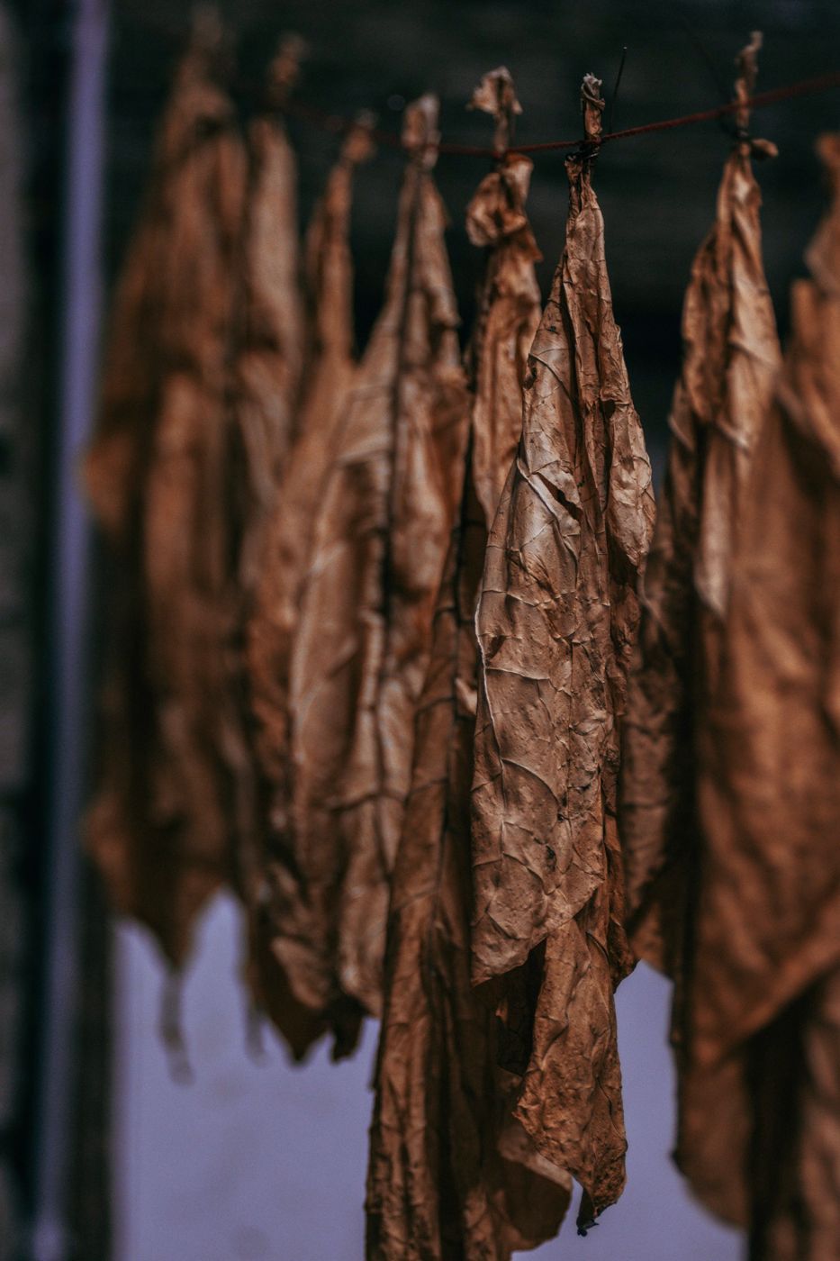 Dried tobacco leaves hanging in a row